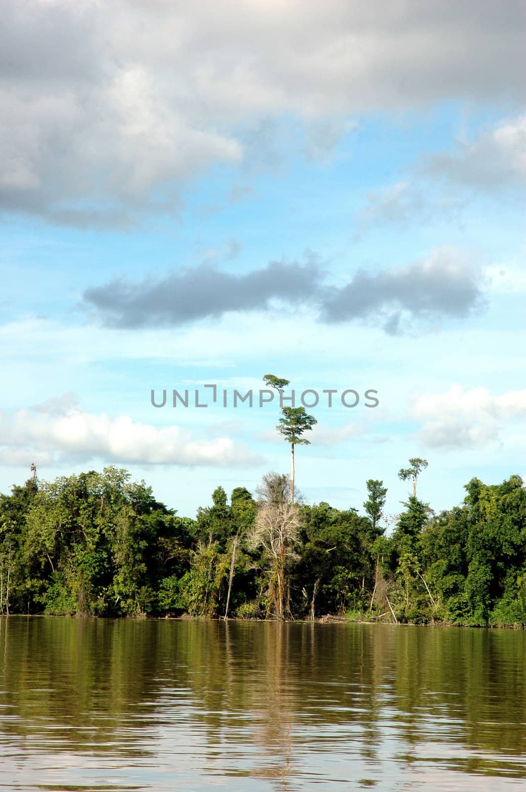 tropical forests on the river
