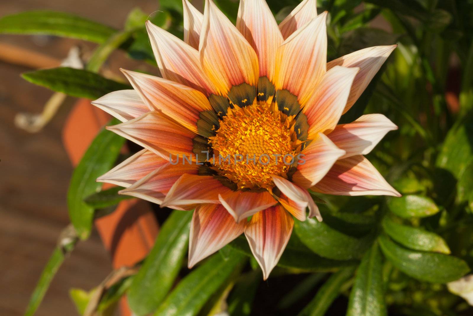 Beautiful Gazania Flower 