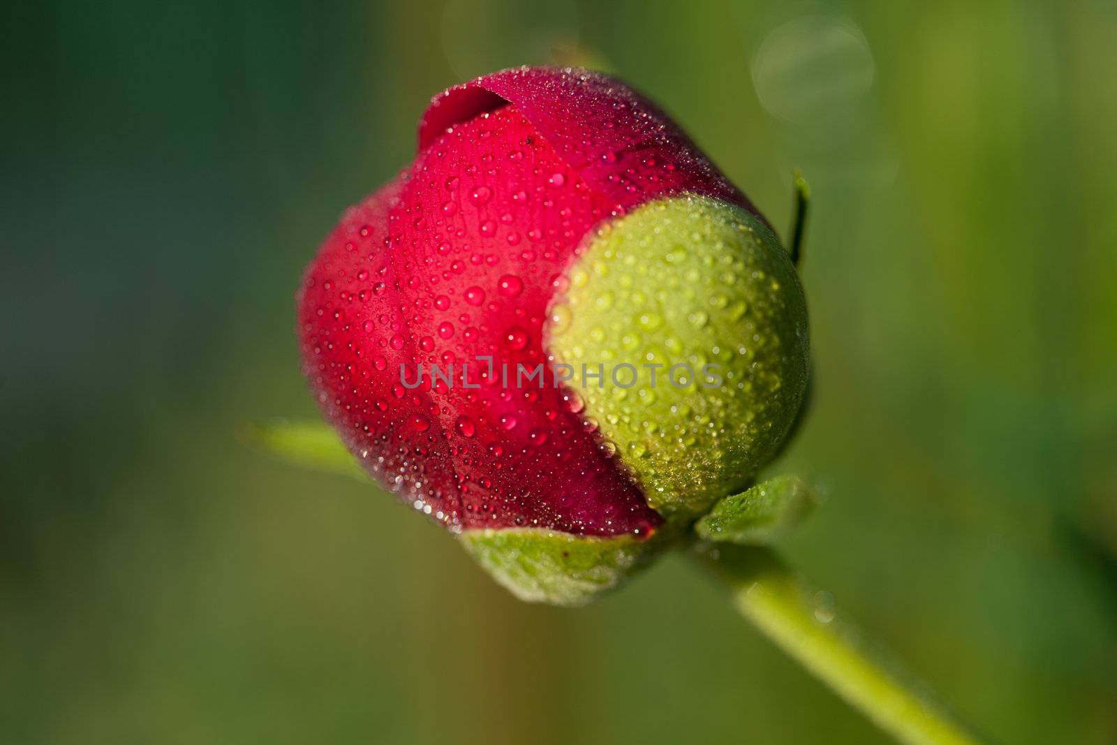 bud of peony flower after rain