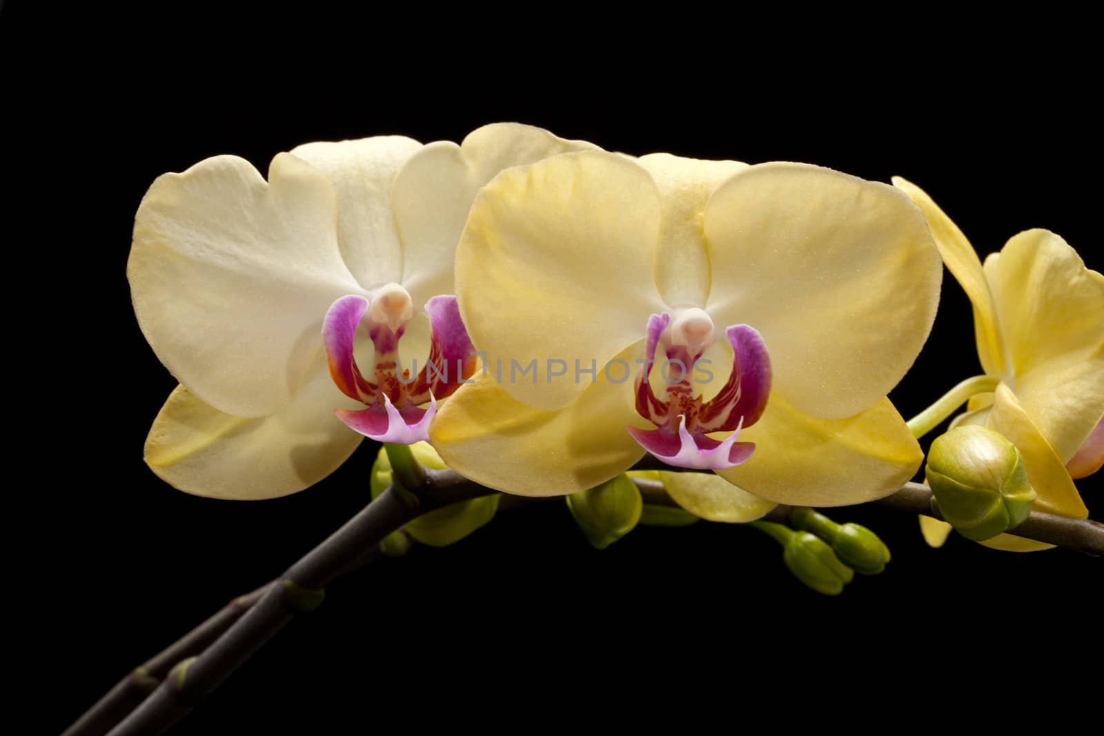 Yellow orchid isolated on black  background