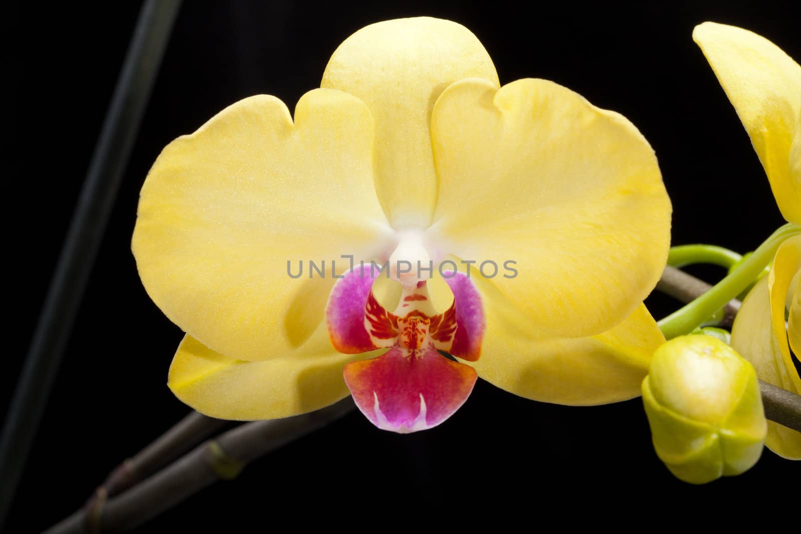 Yellow orchid isolated on black