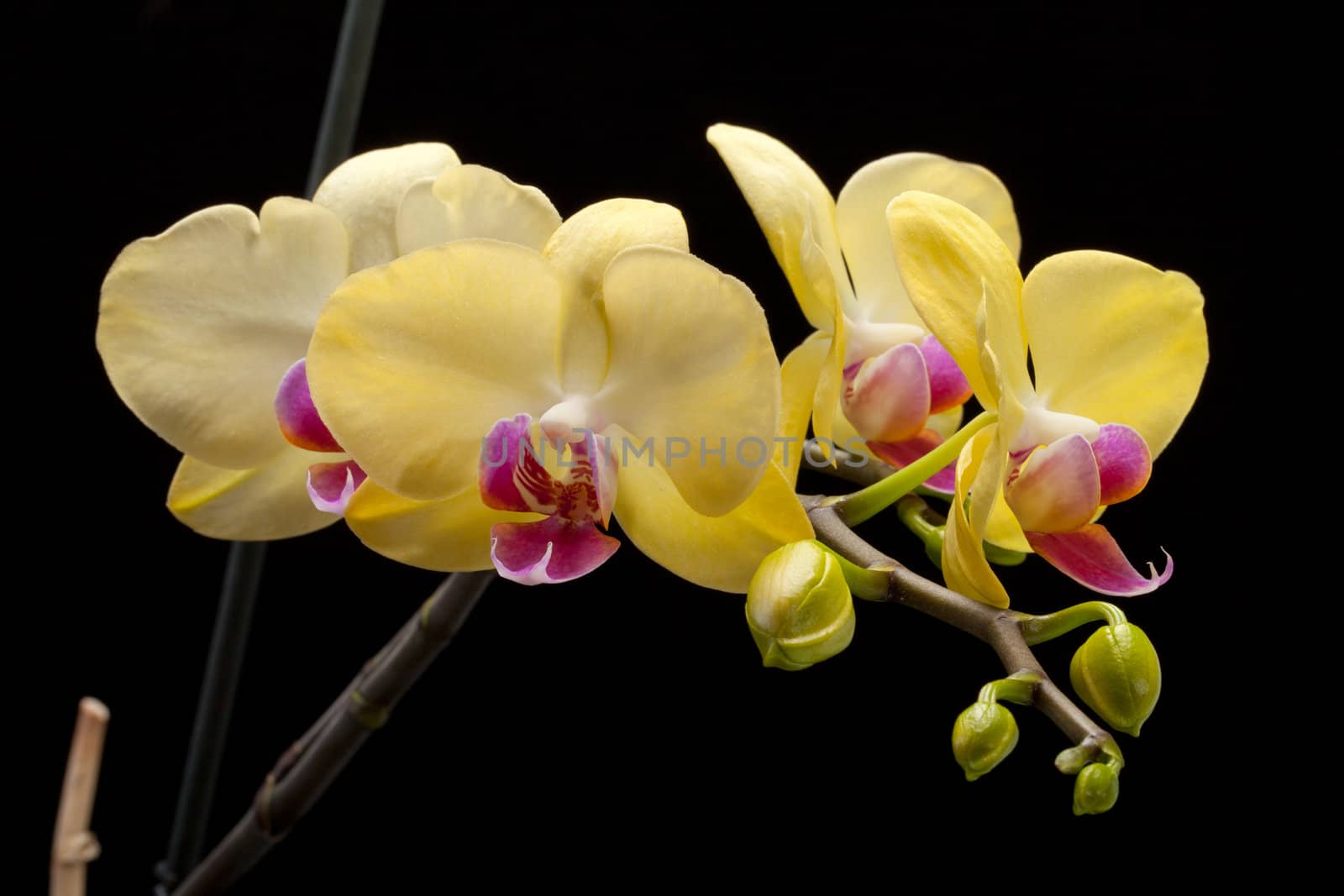 Yellow orchid isolated on black  background