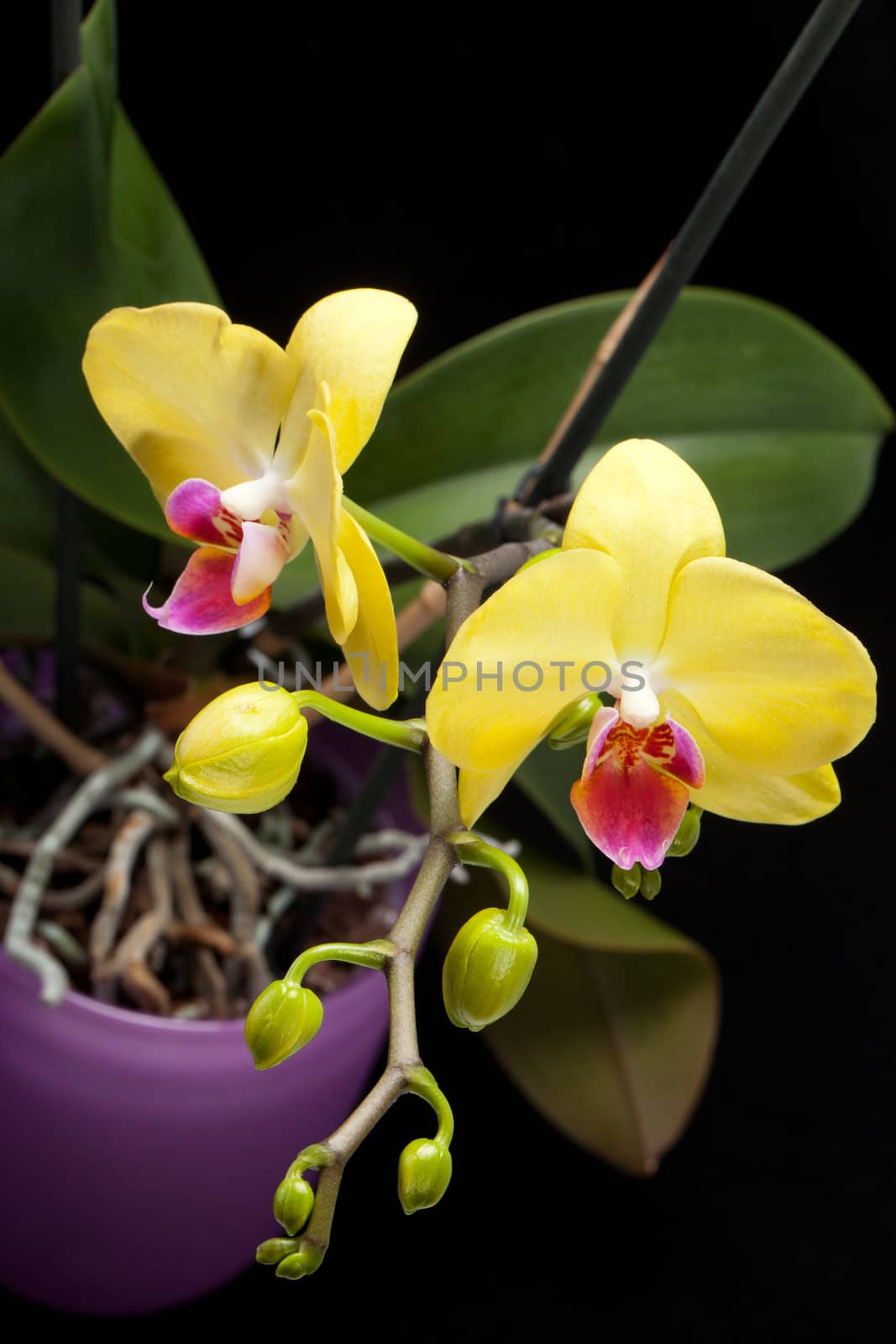 Yellow orchid isolated on black