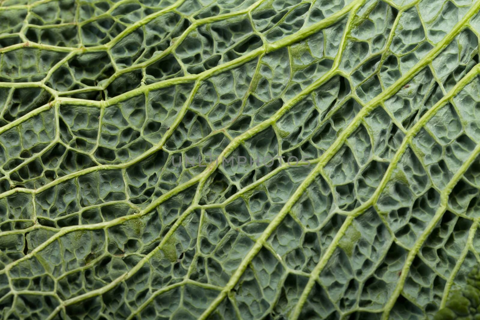 fresh savoy cabbage leaf as a texture 