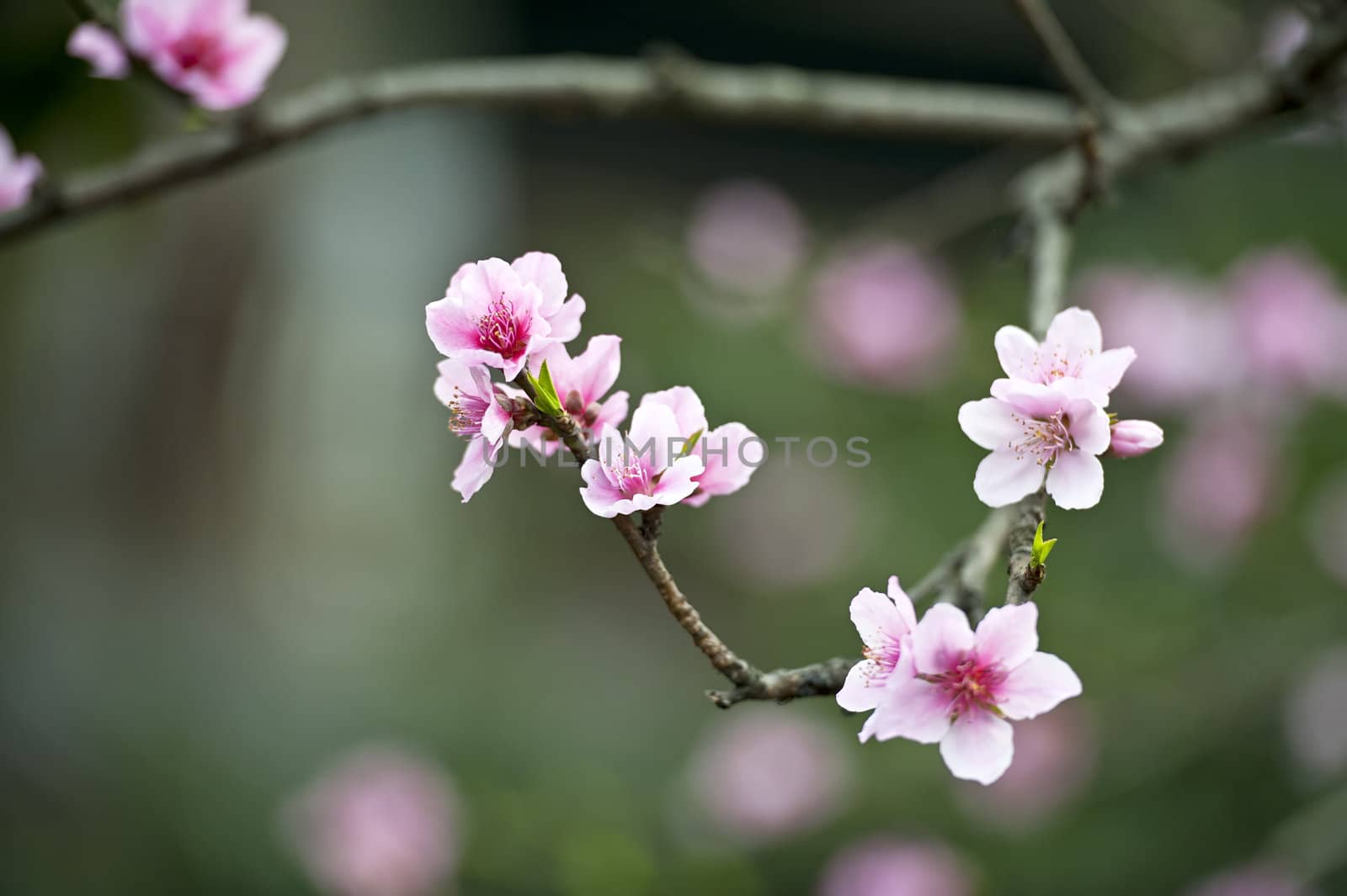 pink peach blossom by jackq