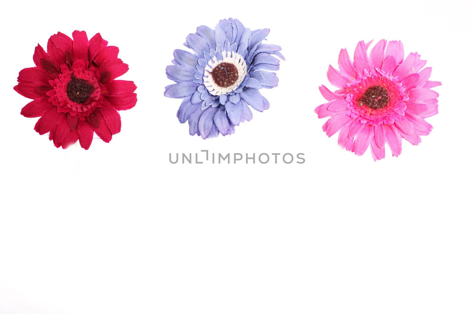Pink, purple and red daisy flowers over the white background