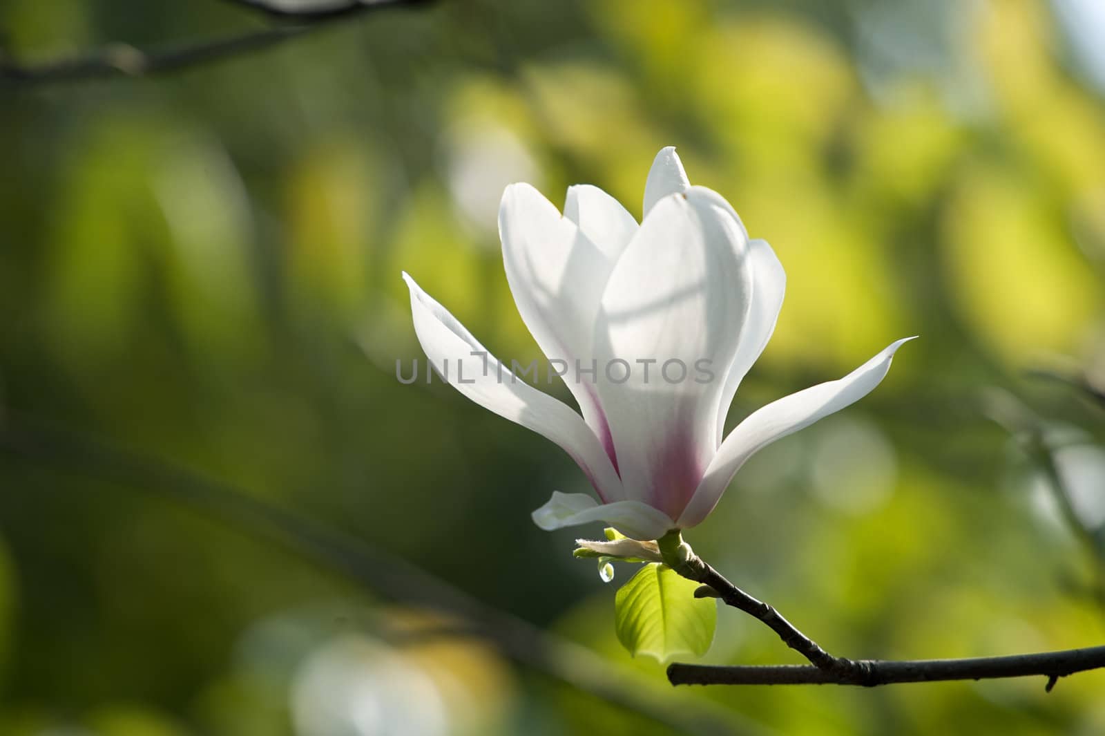 Magnolia denudata flower  by jackq