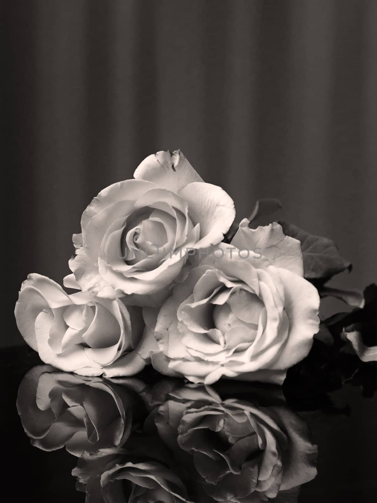 Black and White three Rose and reflection on Glass table