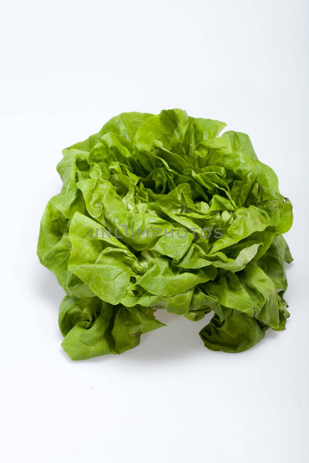 Fresh green Lettuce salad isolated on white background 