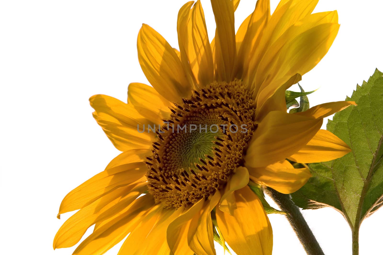 Flower of sunflower on a white background