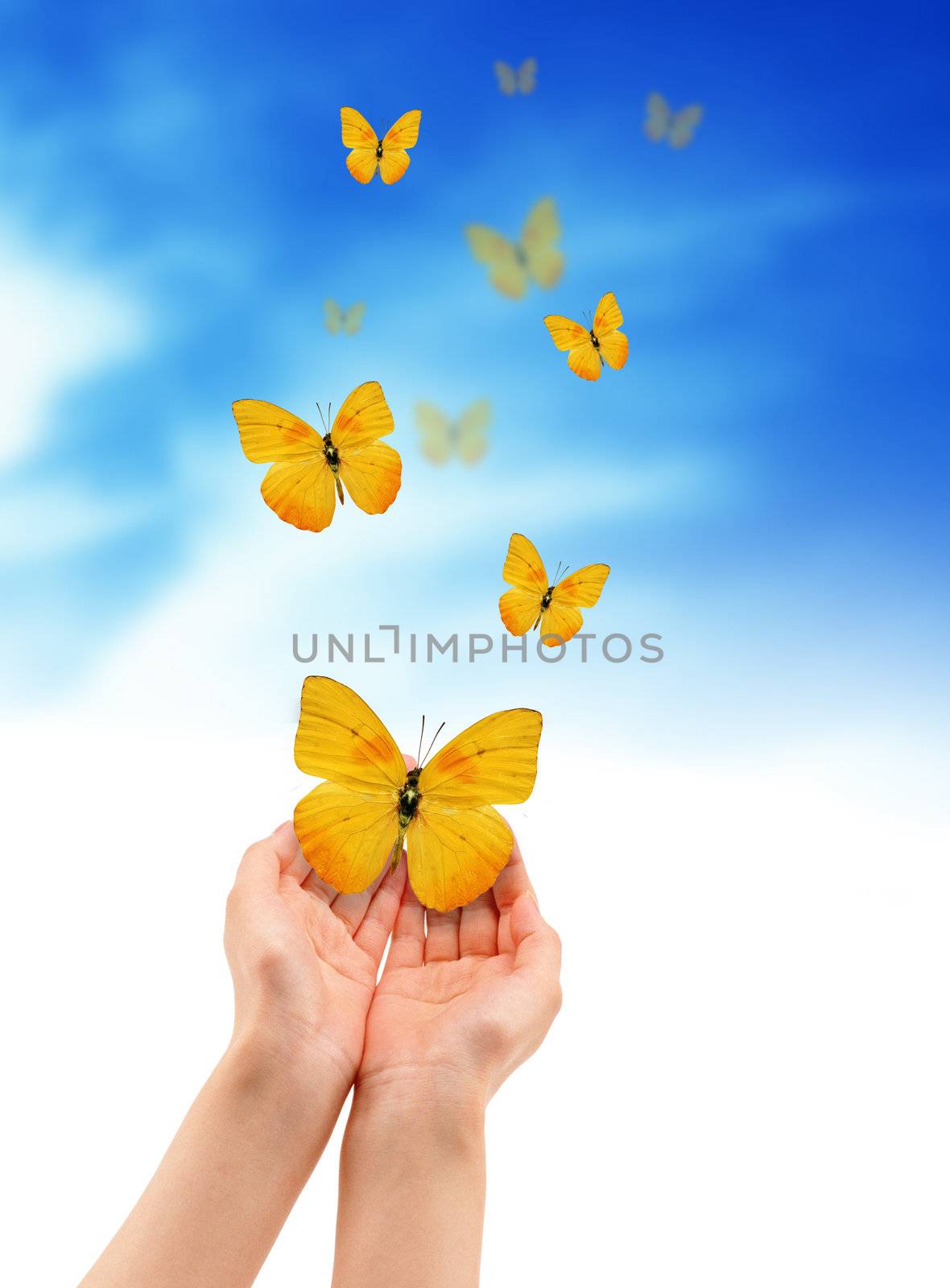 Hands holding a yellow butterfly isolated on cloud background. 