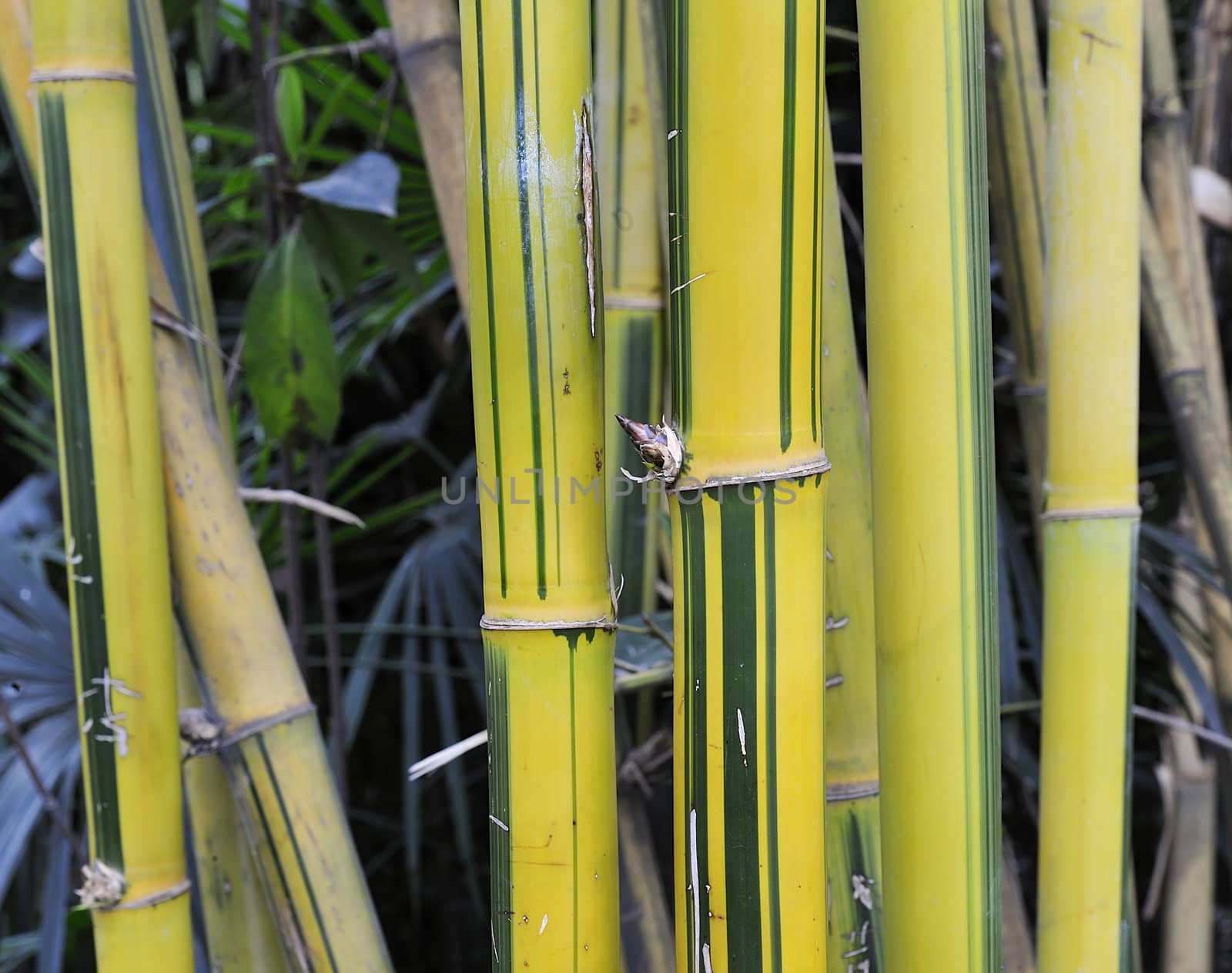 the yellow bamboo groves