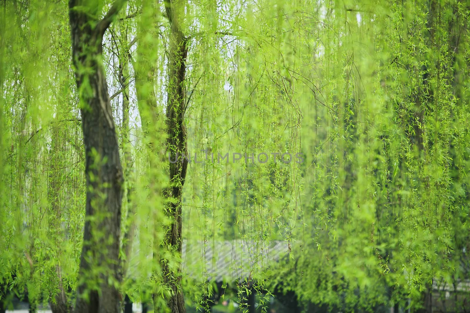 Weeping willow leaves of greenness in a garden at spring