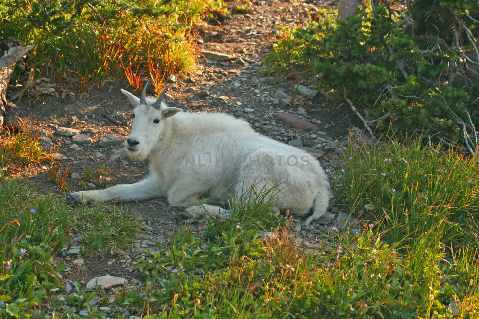 Mountain Goat resting in shade by LoonChild