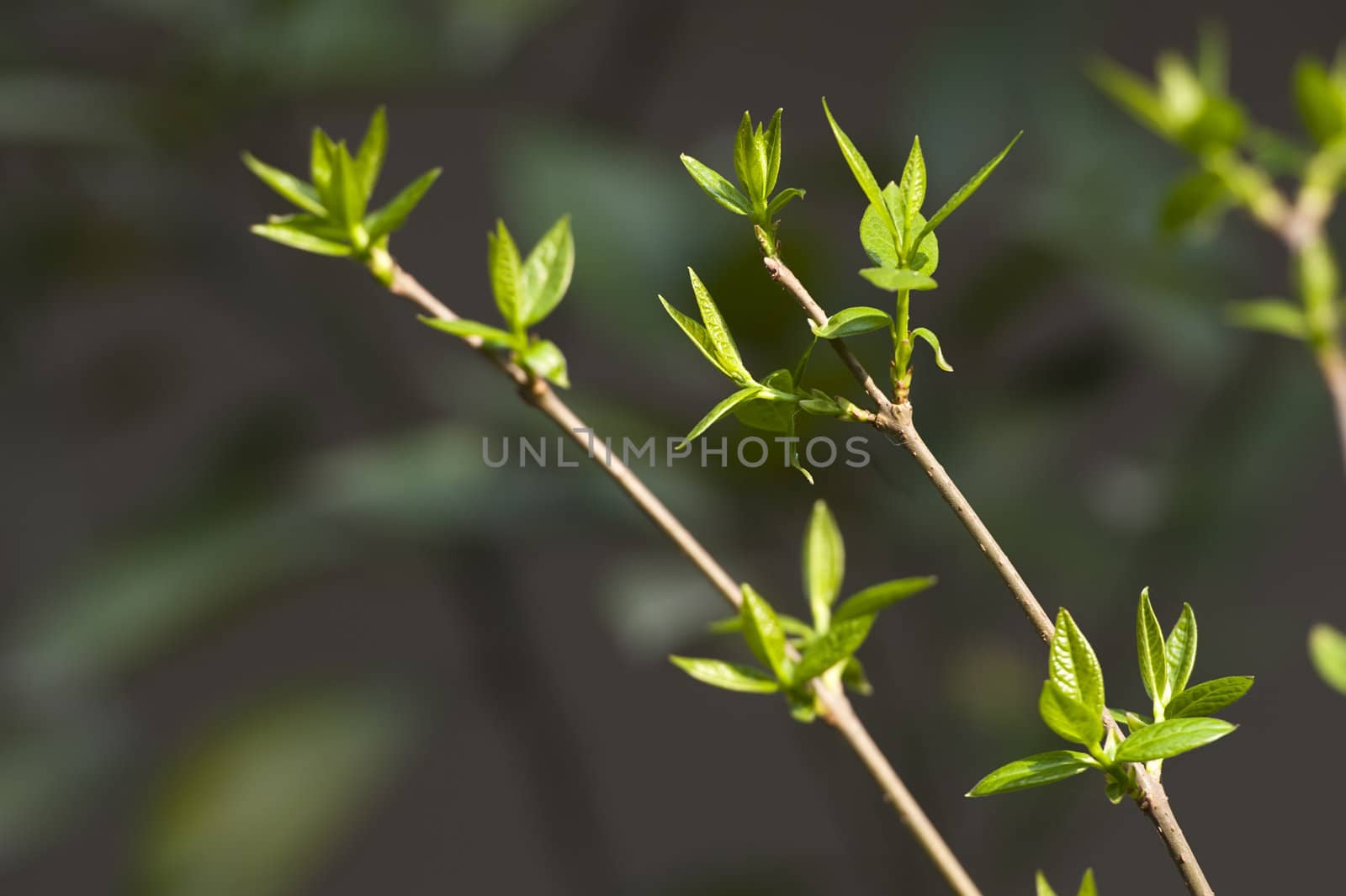 tender buds of greenness in a garden at spring
