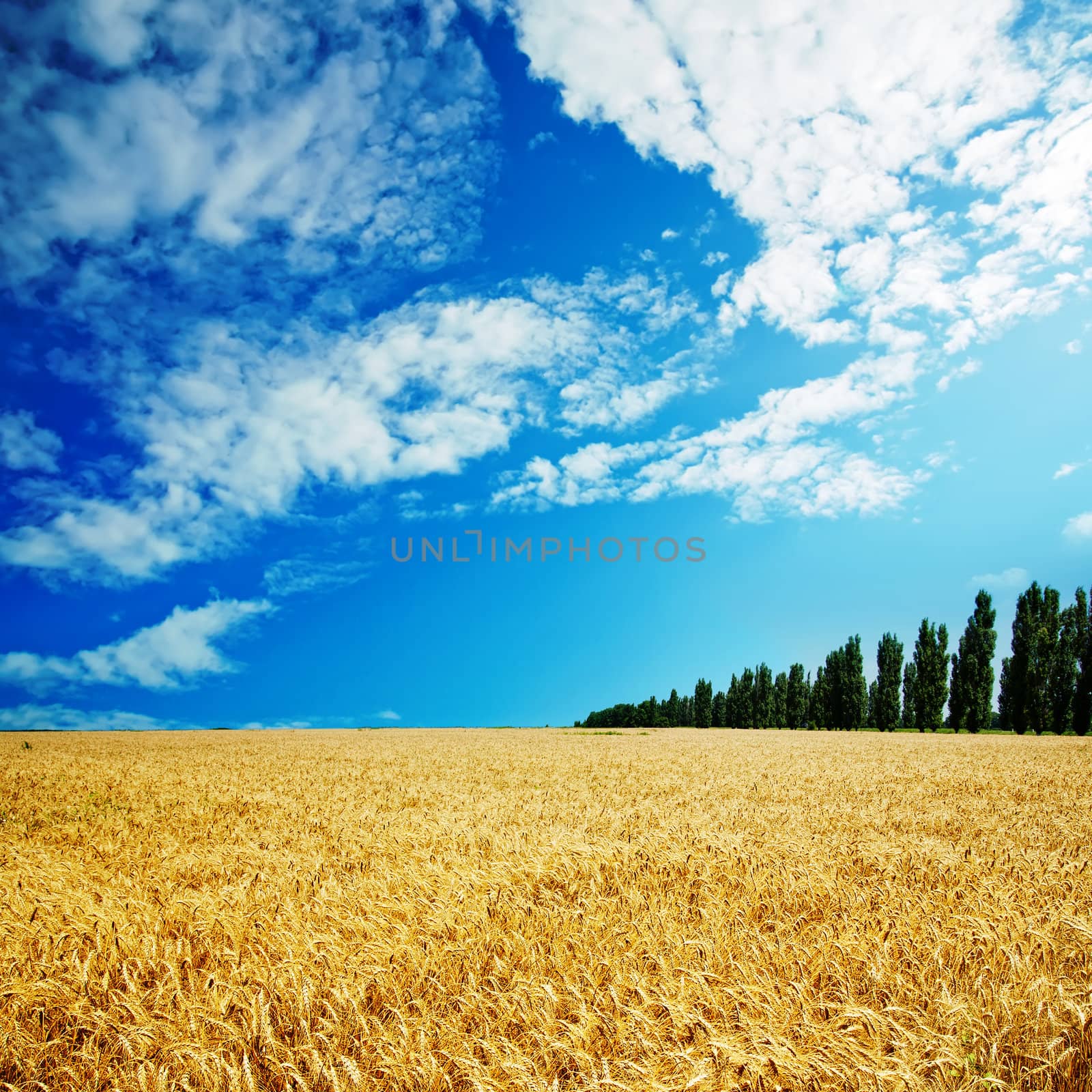 golden field under cloudy sky