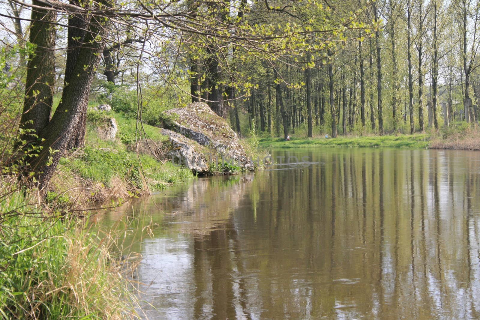 landscape, nature, river, shore, scrub trees, quiet stream, glow,