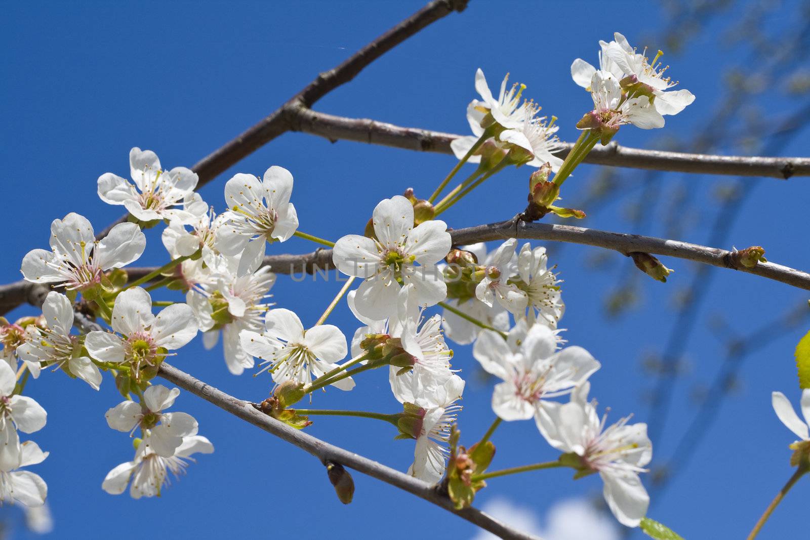 Cherry blossoms on a black cherry tree against the blue sky