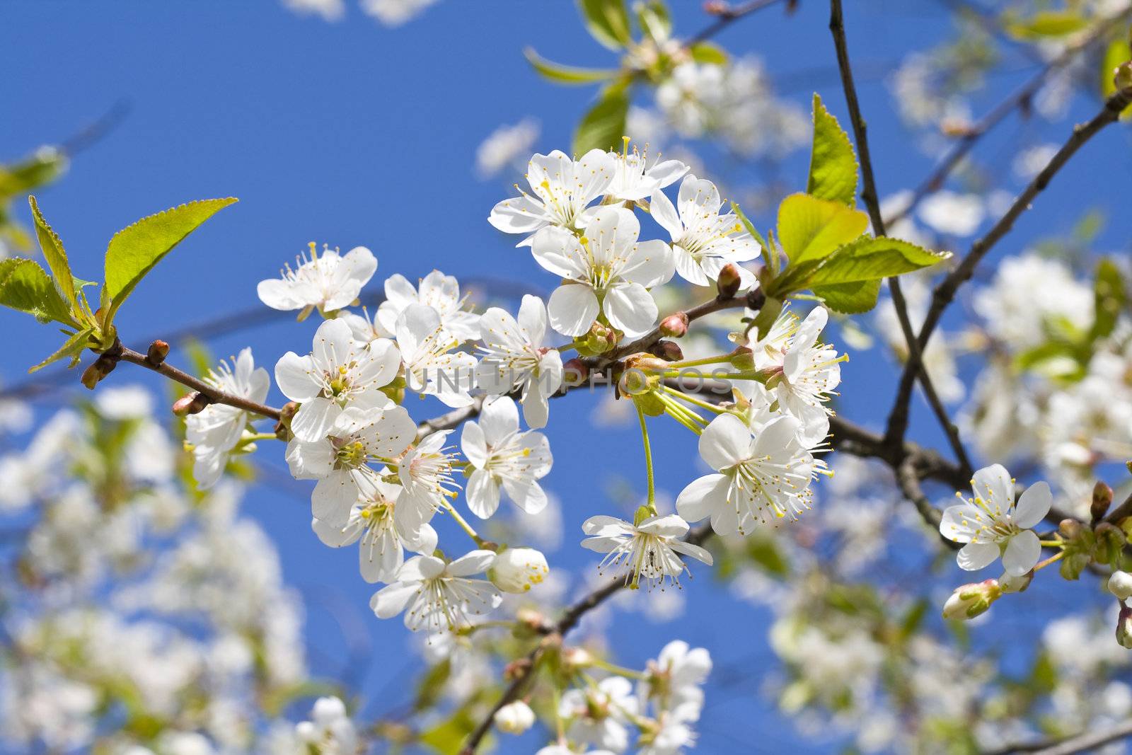 Cherry blossoms on a black cherry tree against the blue sky