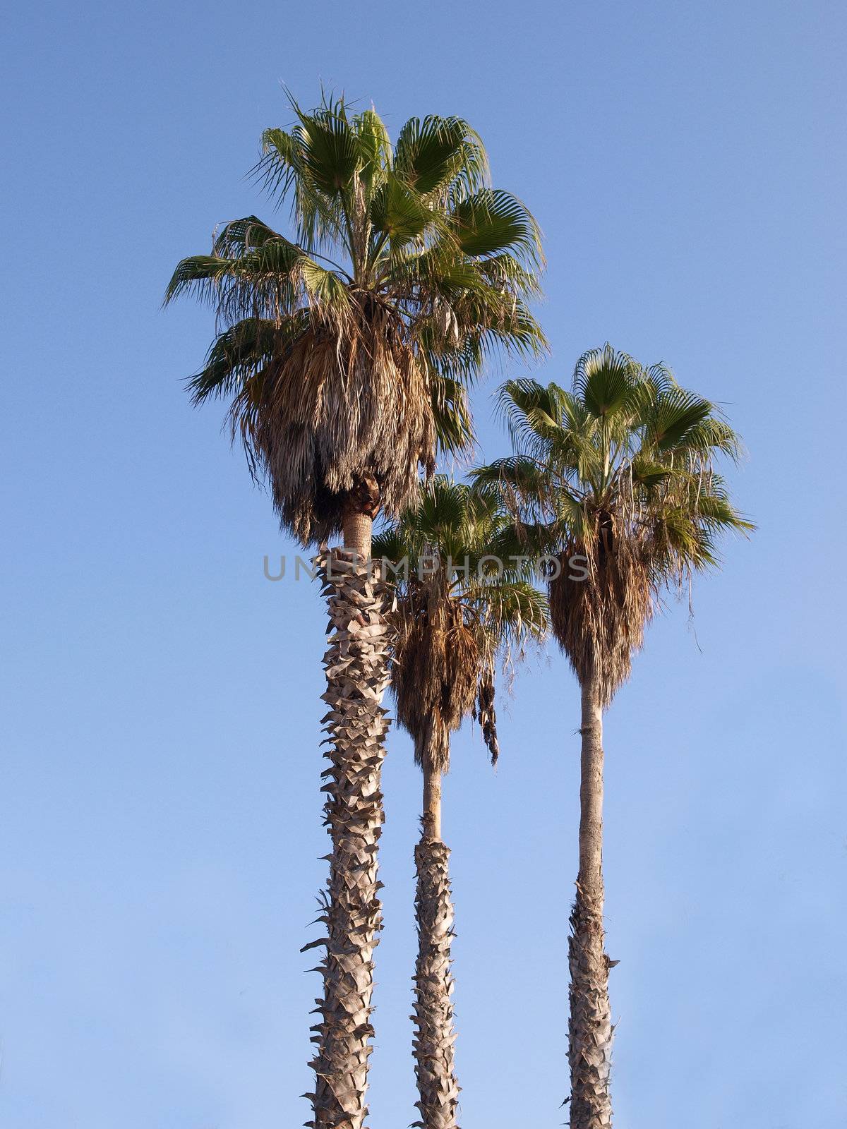 Tall beautiful palm trees by Ronyzmbow