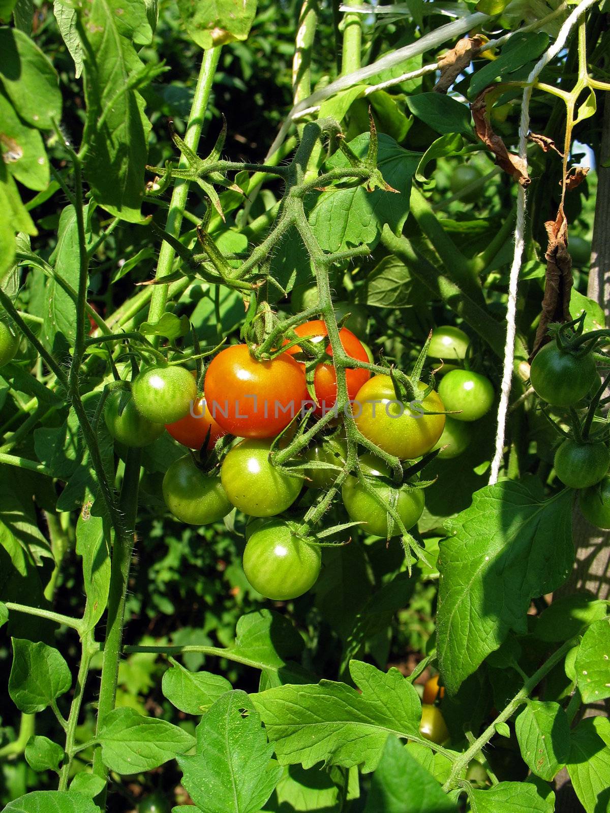 Some fresh grown tomatoes ripening right on the vine.