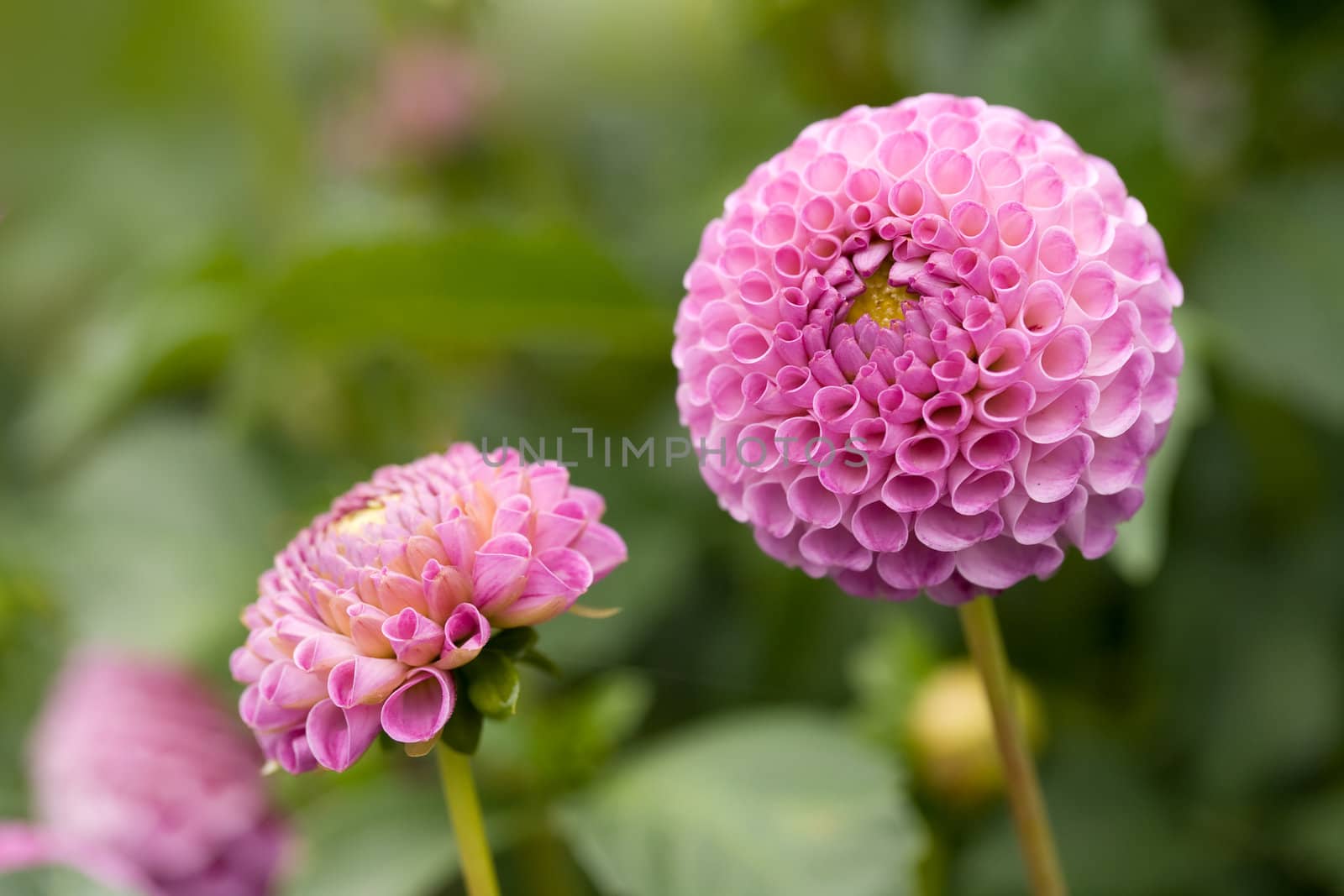 Pompom pink dahlia flowers in a garden