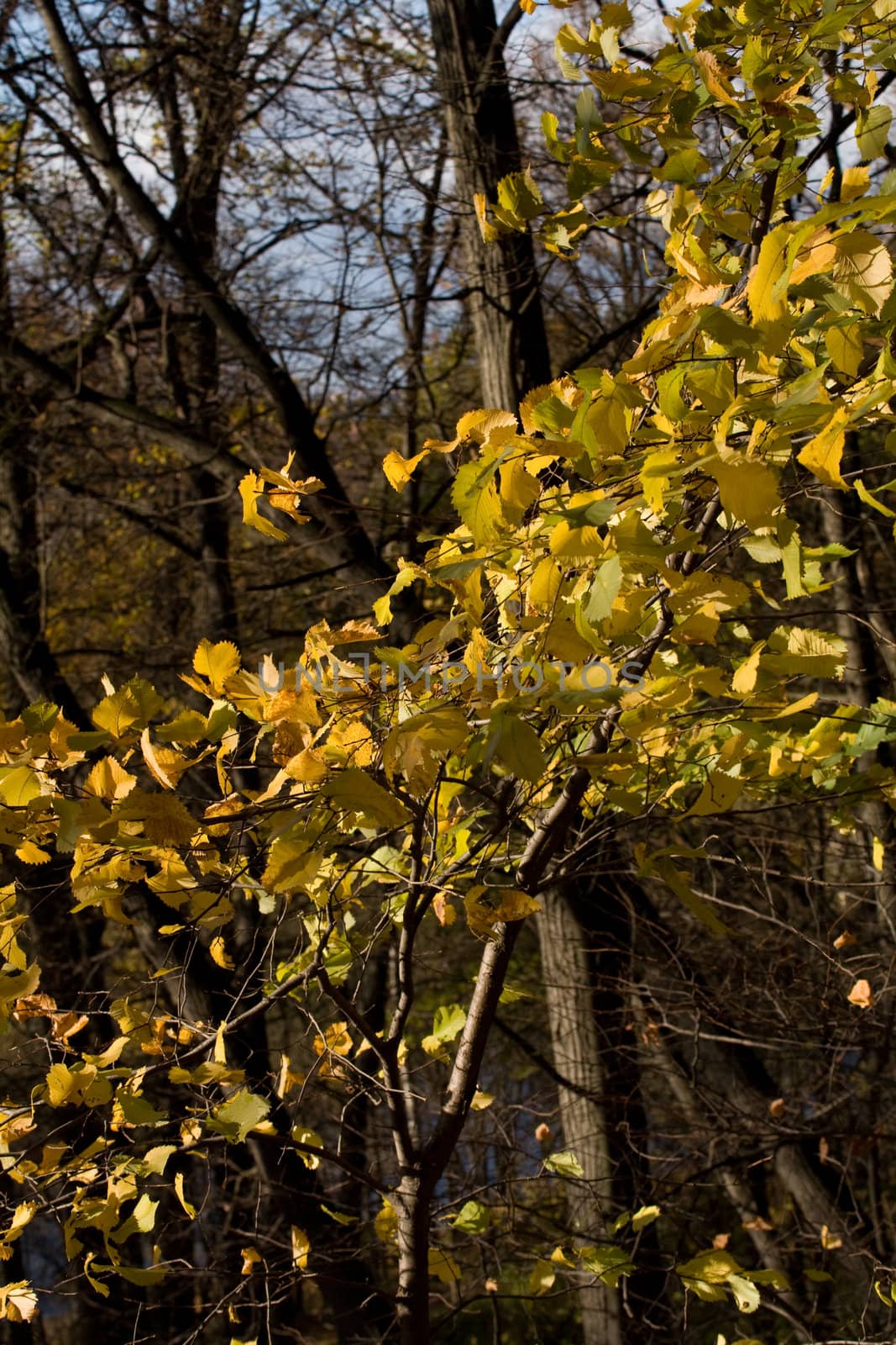 yellow leaves in autumn forest
