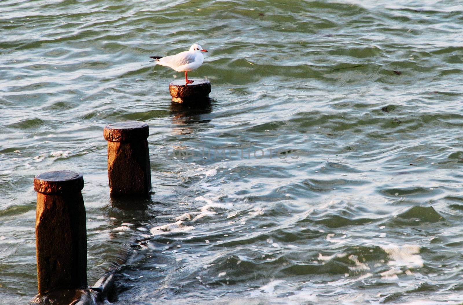 Seagull sitting on a groyne post