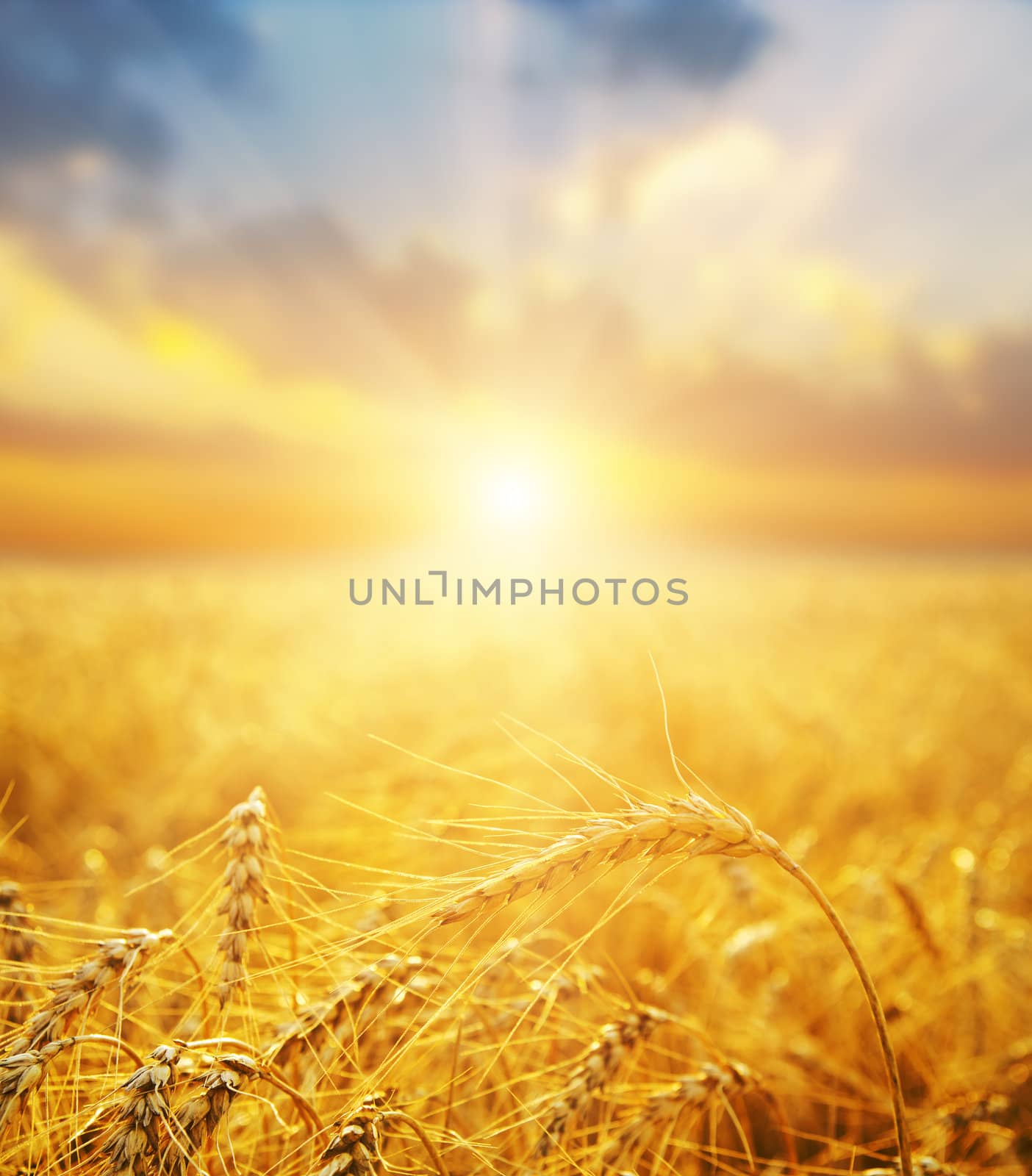 golden wheat field and sunset.soft focus on bottom by mycola