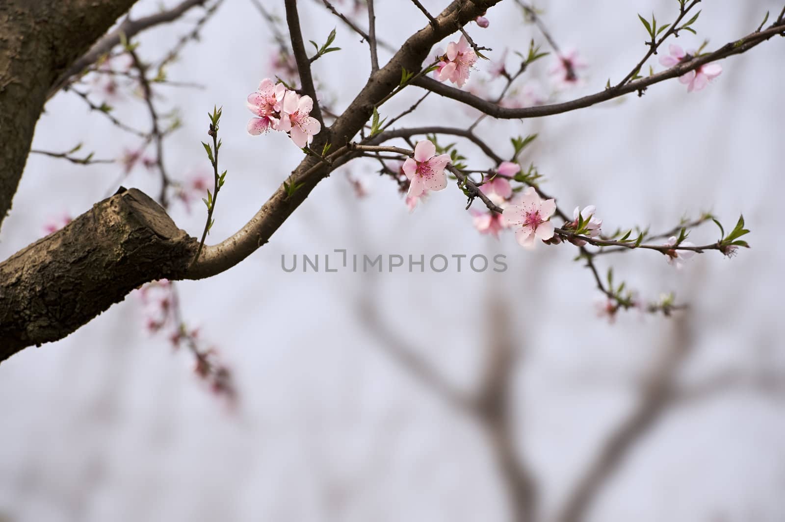 pink Peach blossom in a garden at spring
