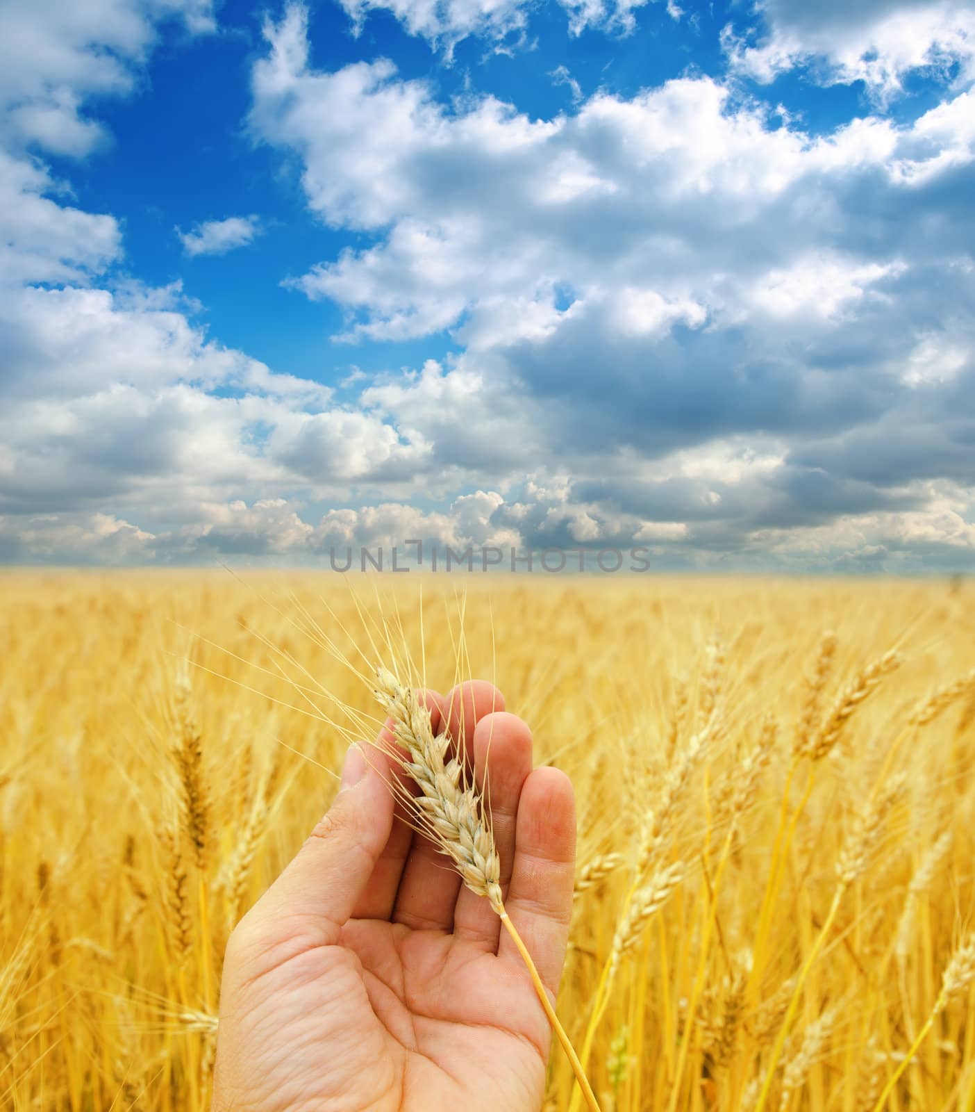 golden harvest in hand over field under dramatic sky by mycola