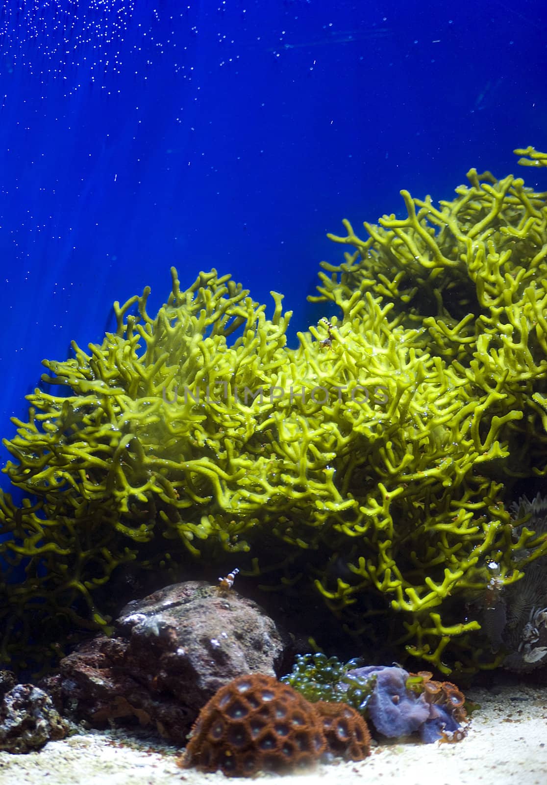 aquarium with colorful tropical fish and corals