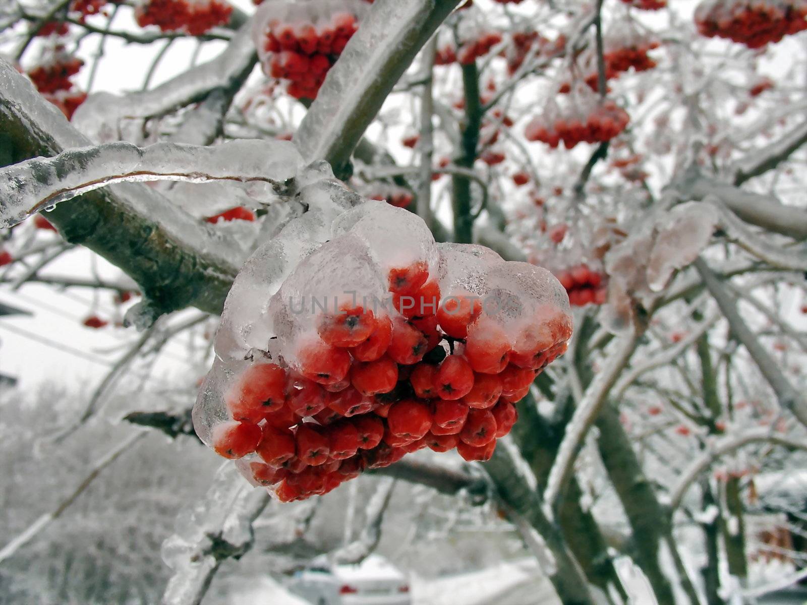 Berries in ice by tomatto