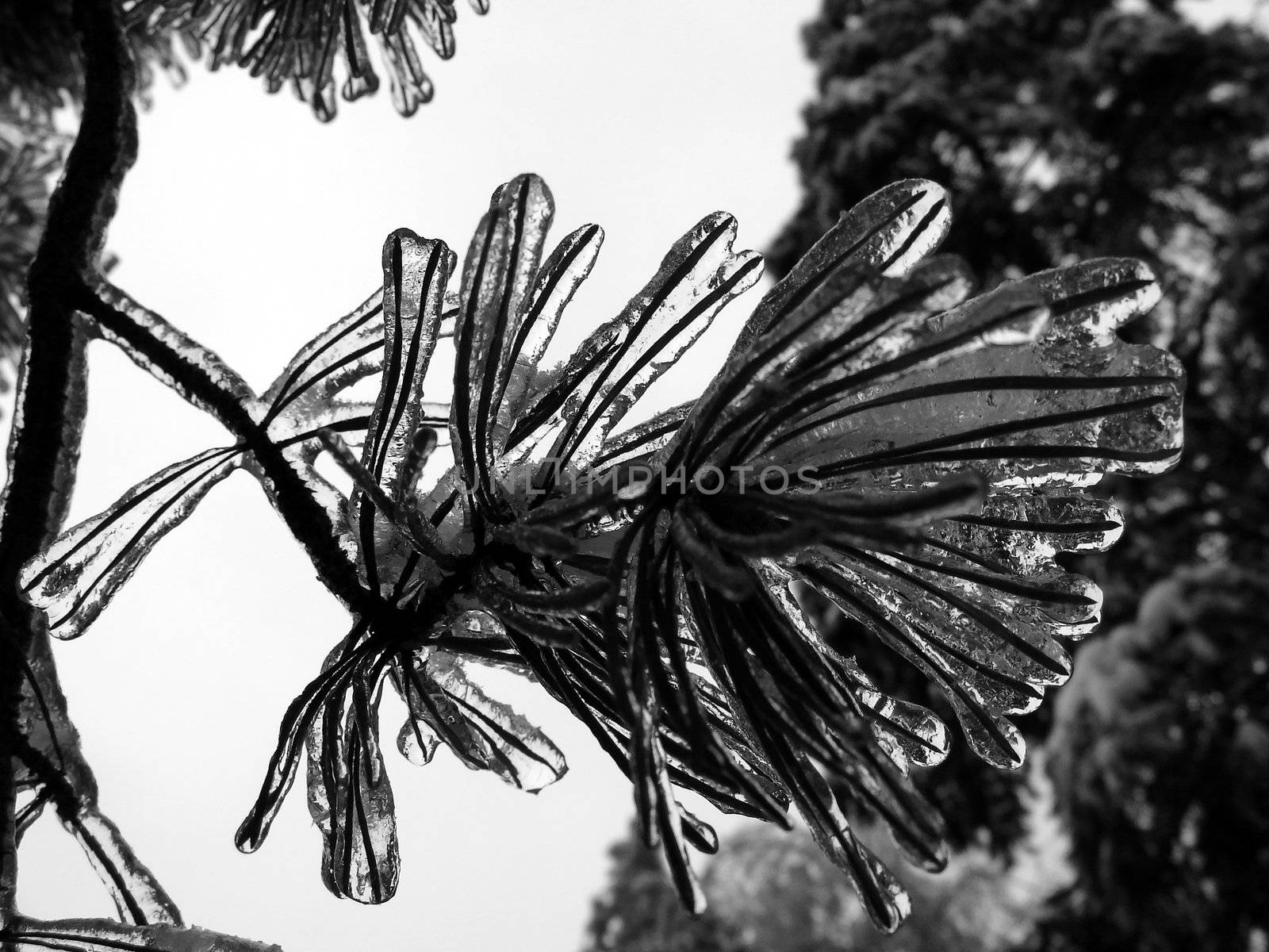 Branch with ice by tomatto