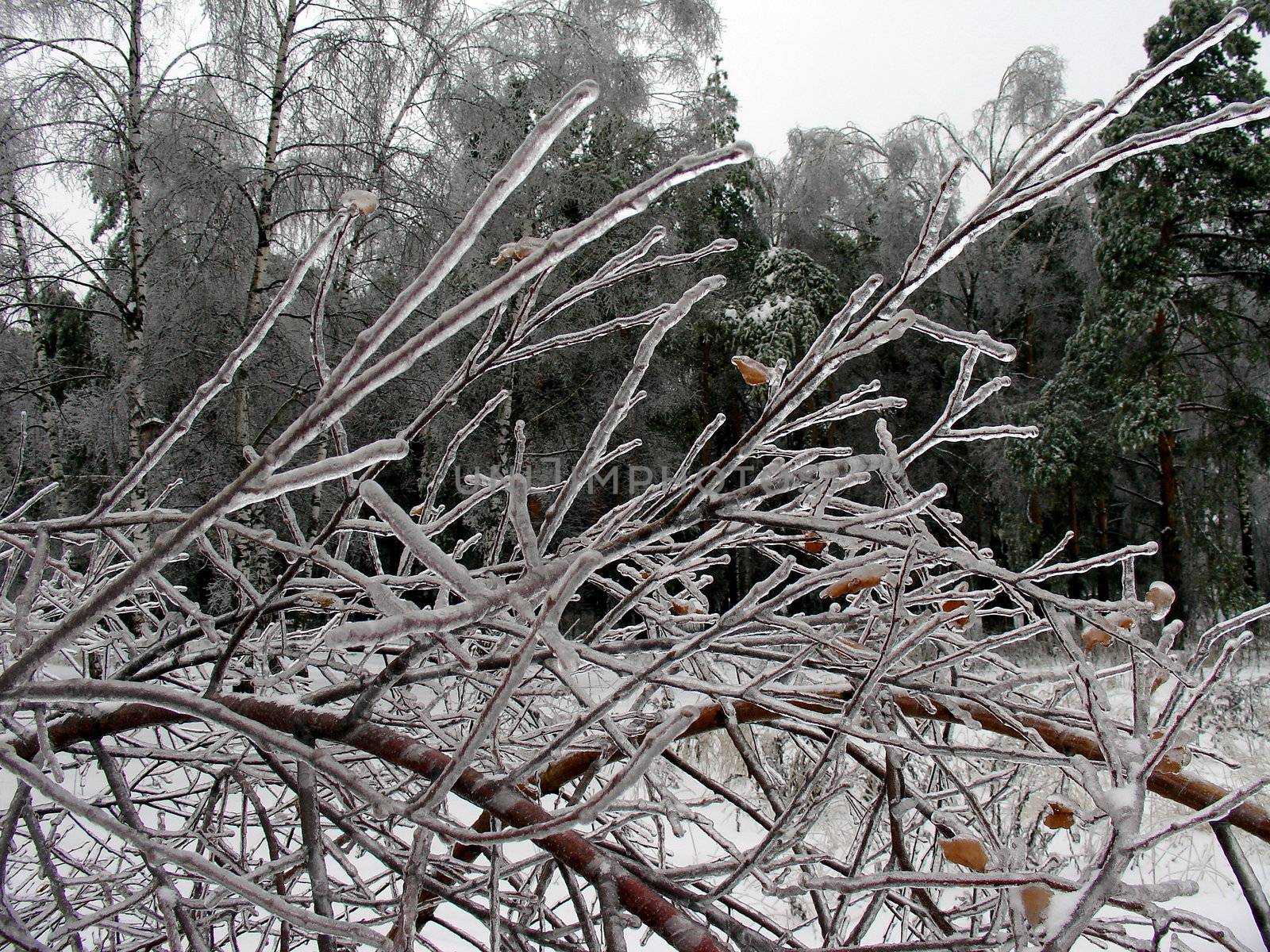 Tree with ice on the branches after storm