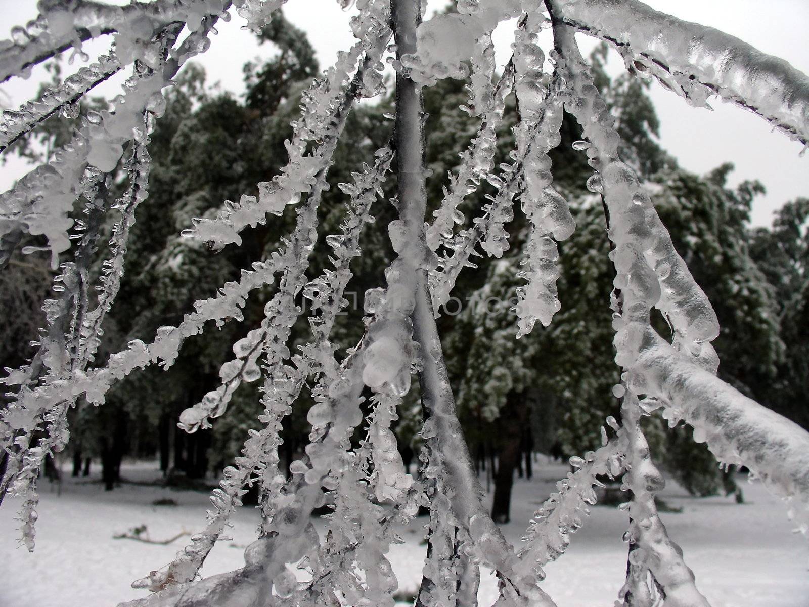 Ice tree by tomatto