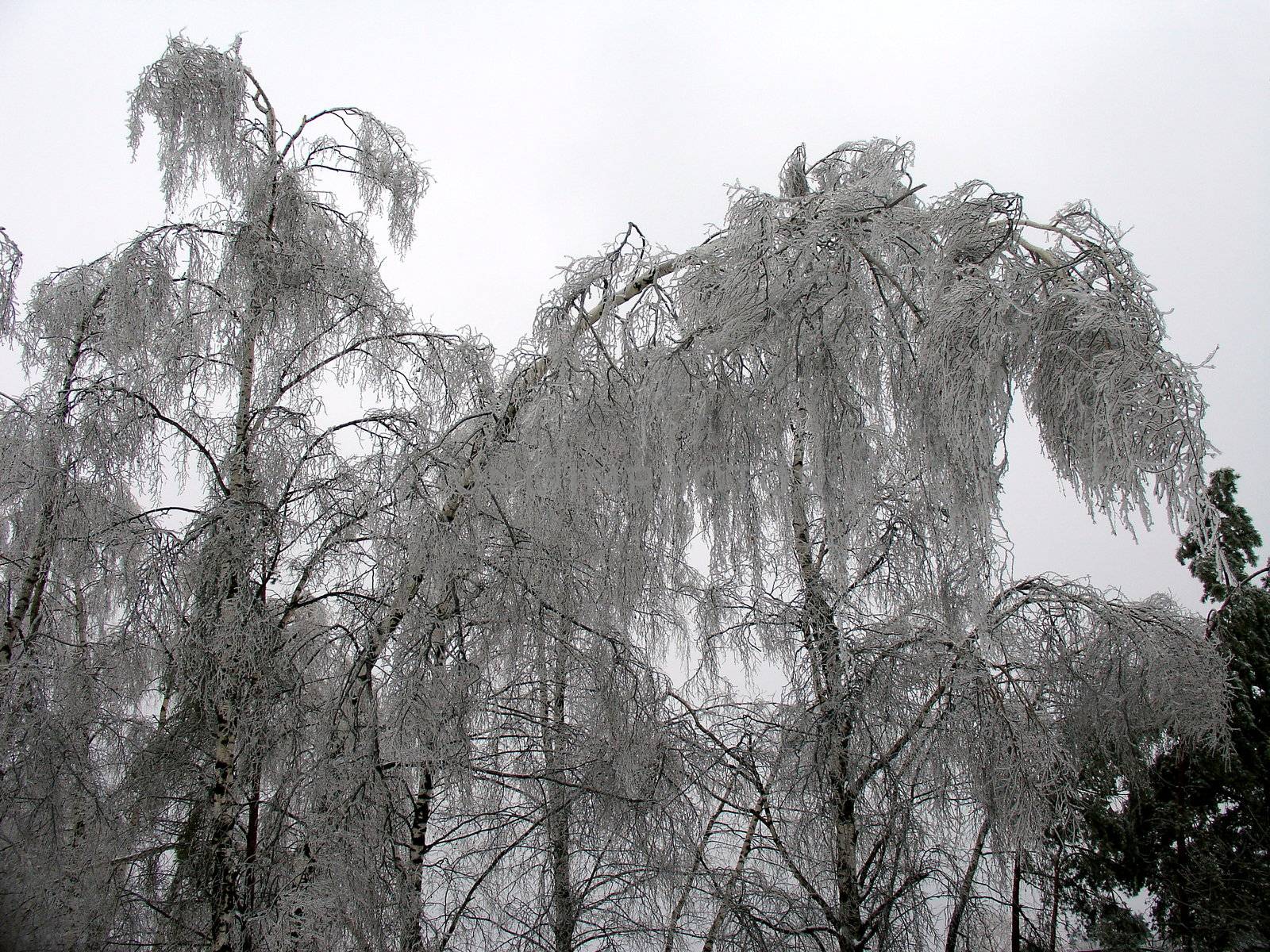 Tree with ice on the branches after storm