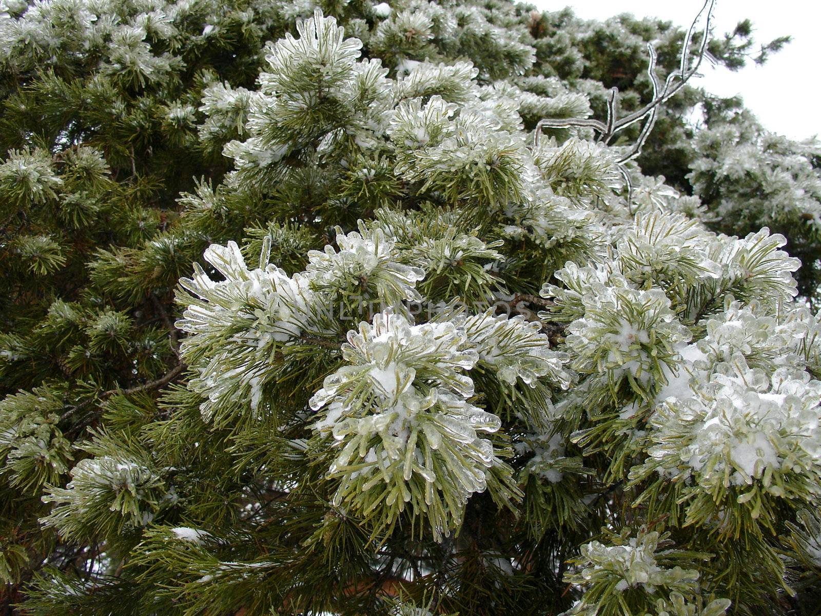 Pine with ice on the branches after storm