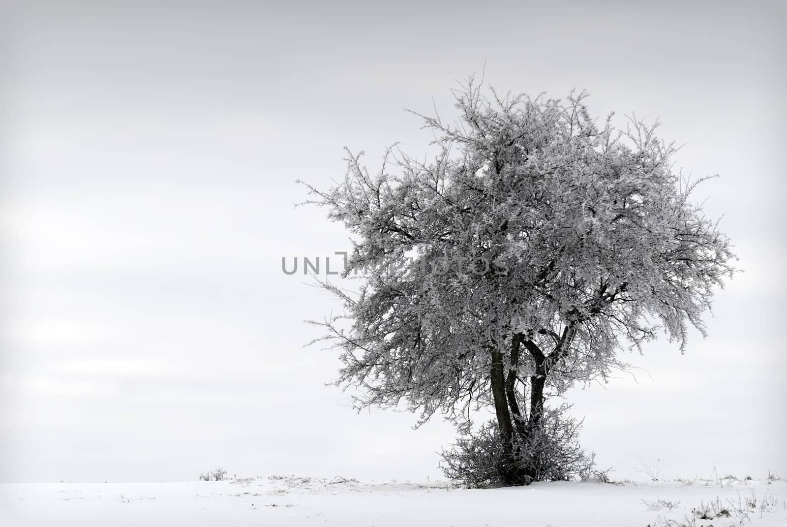 a tree covered with snow