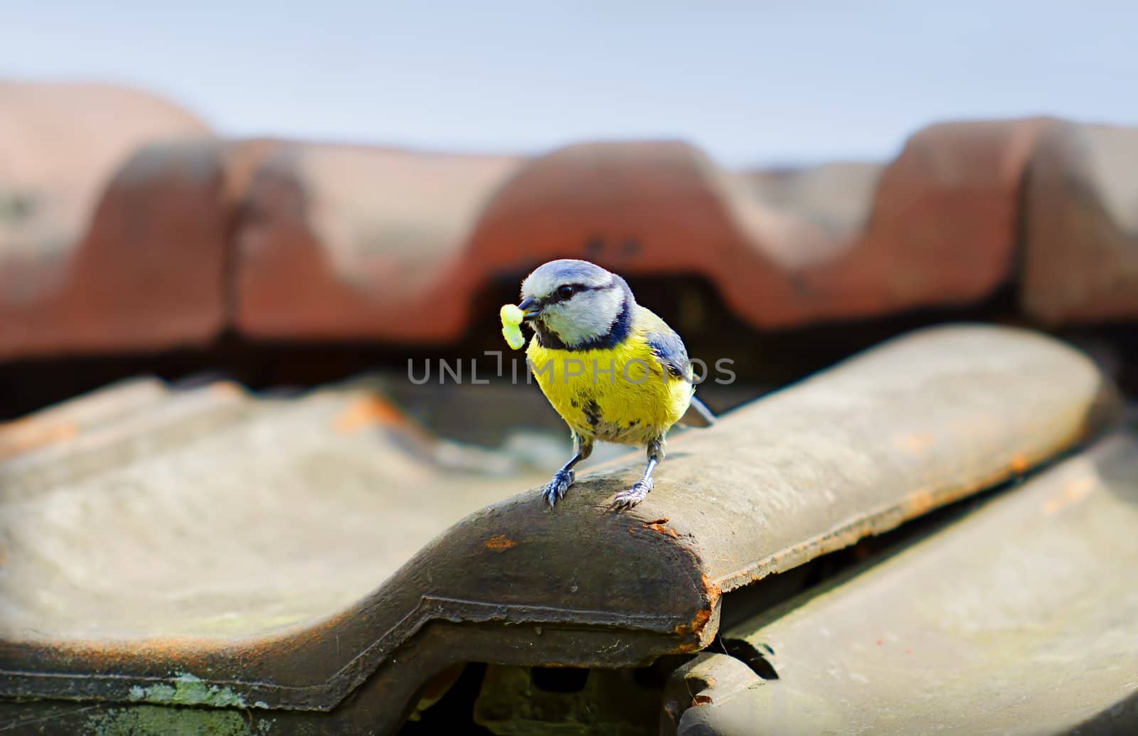 chickadee by gufoto