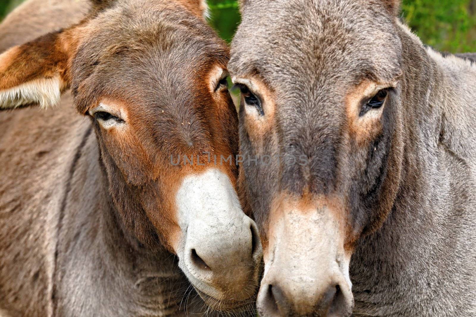 scene of tenderness between two donkey