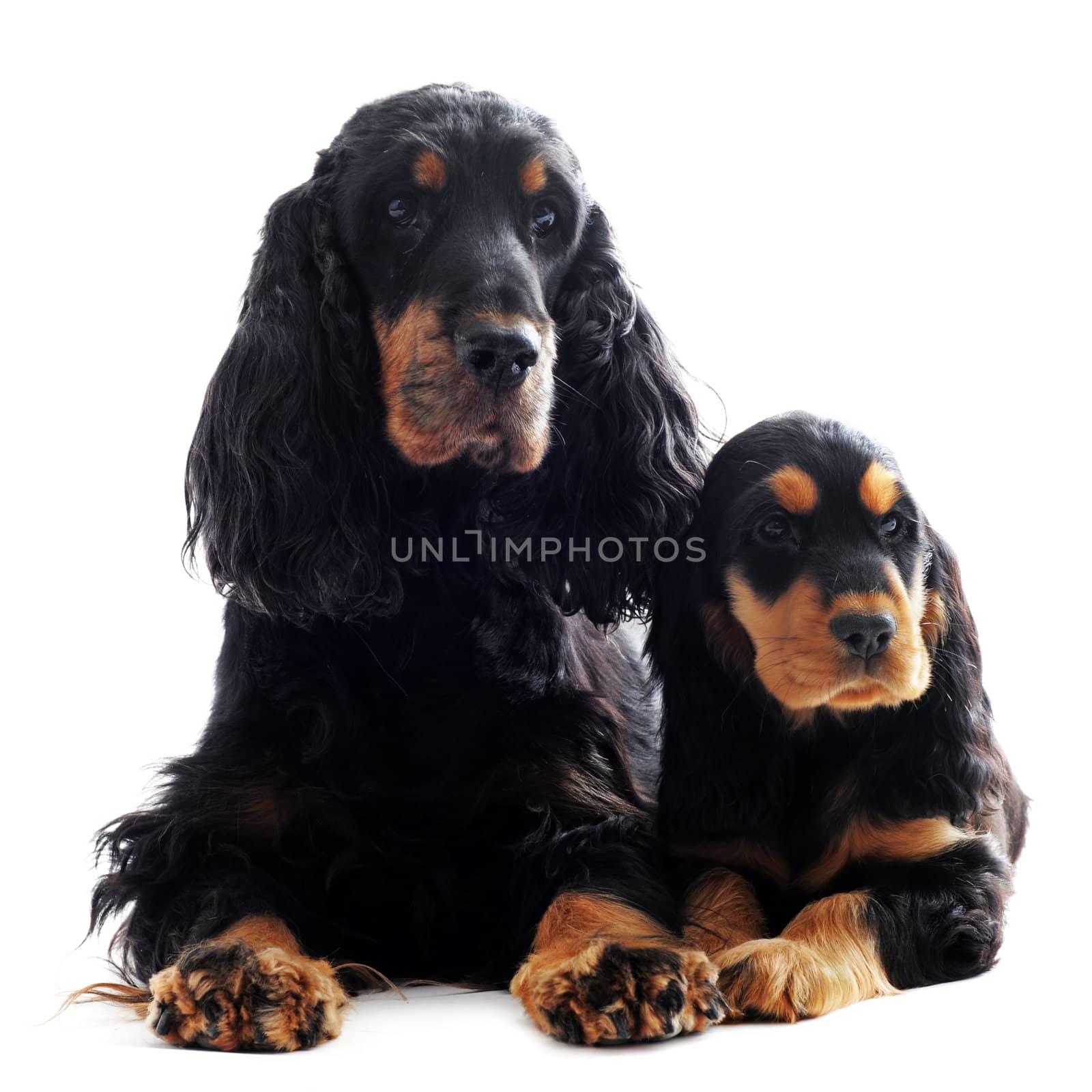 portrait of a  purebred puppy and adult english cocker in a studio