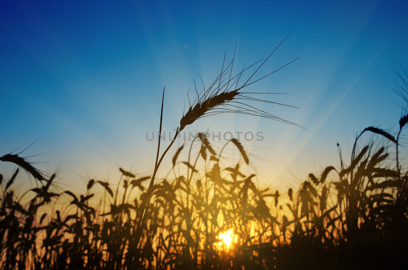 wheat ears against the blue sky with sunset