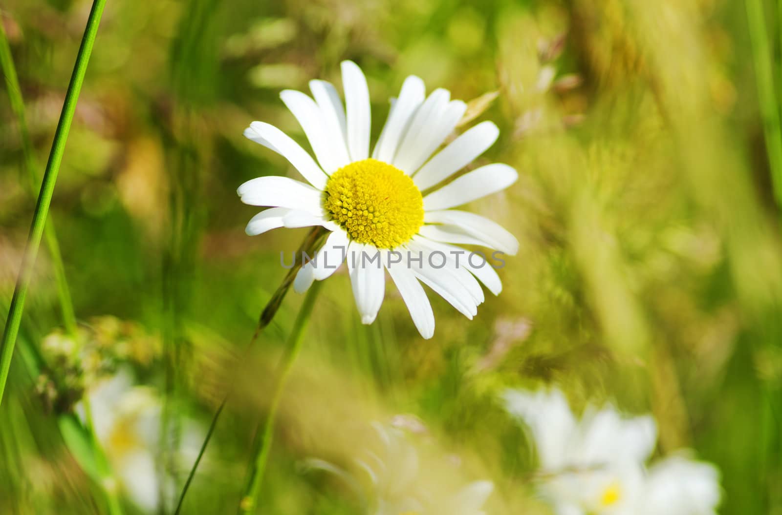 Daisy by gufoto