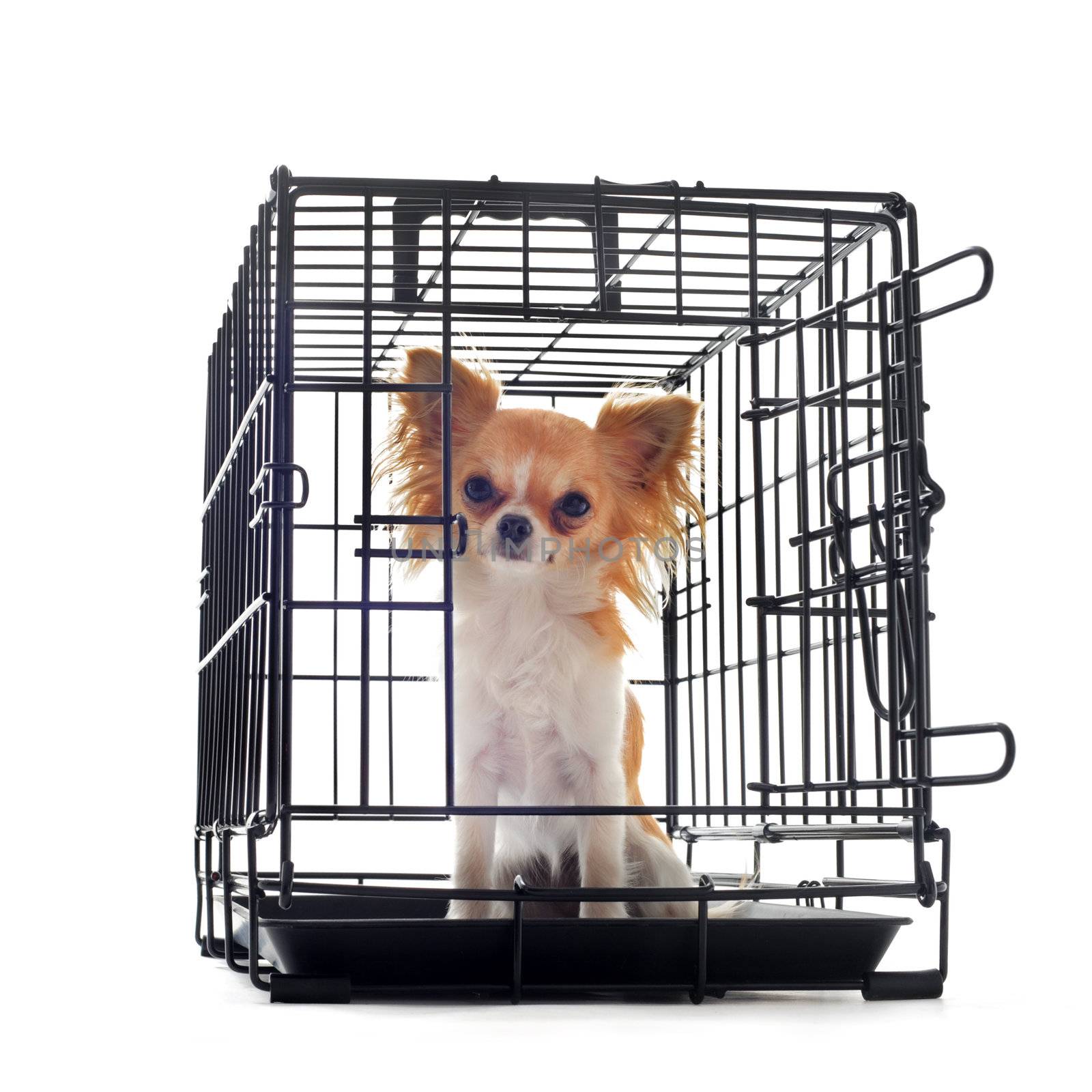 chihuahua in kennel by cynoclub