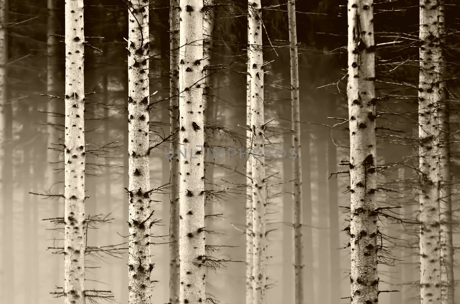 misty atmosphere in the forest