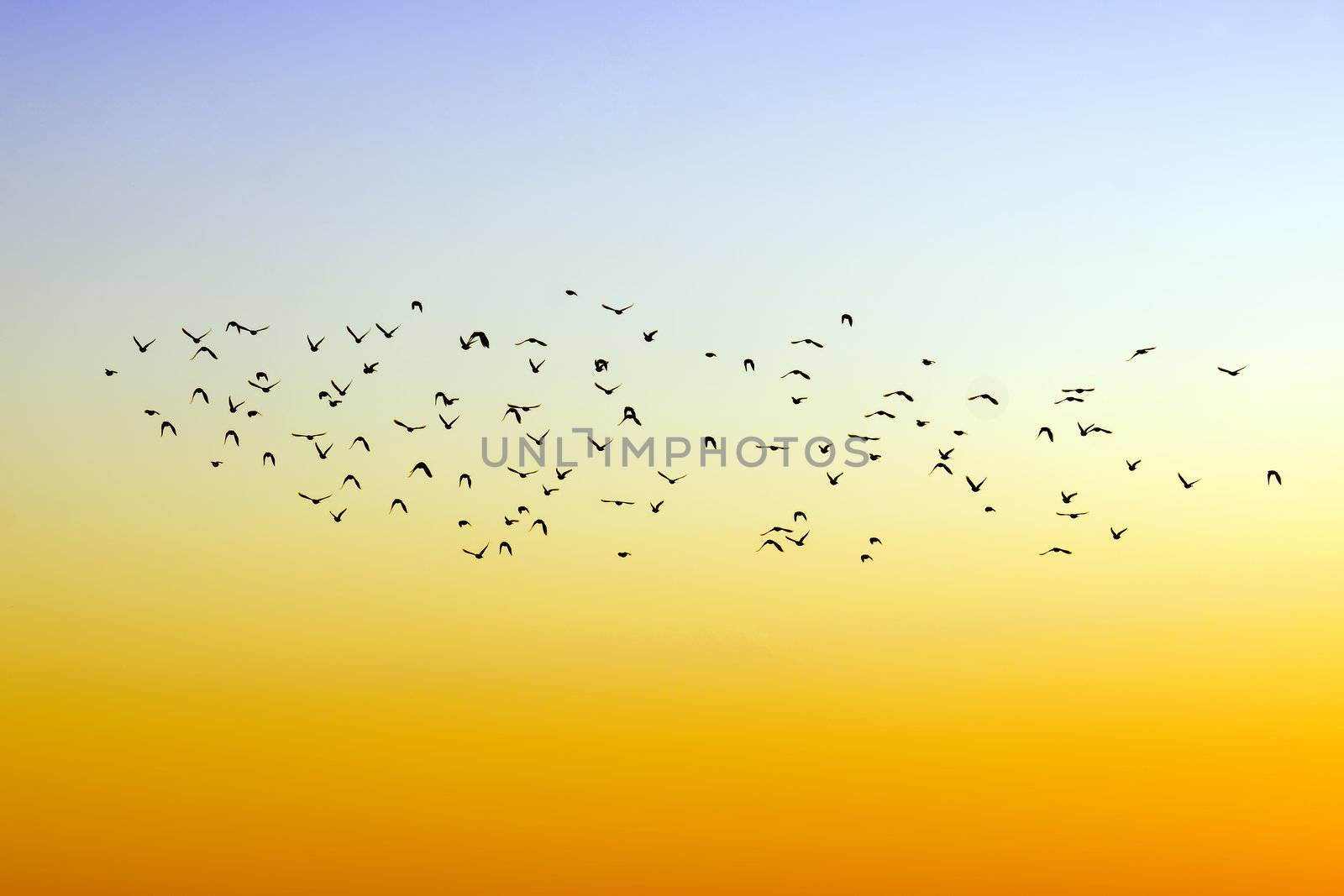 flight of birds