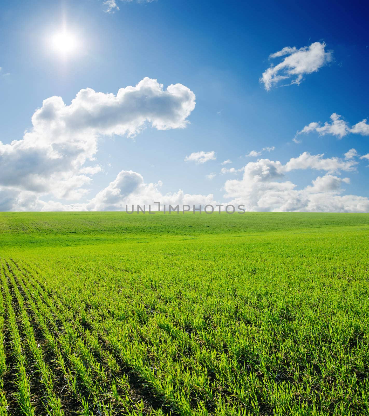 field of grass and deep blue sky with sun by mycola