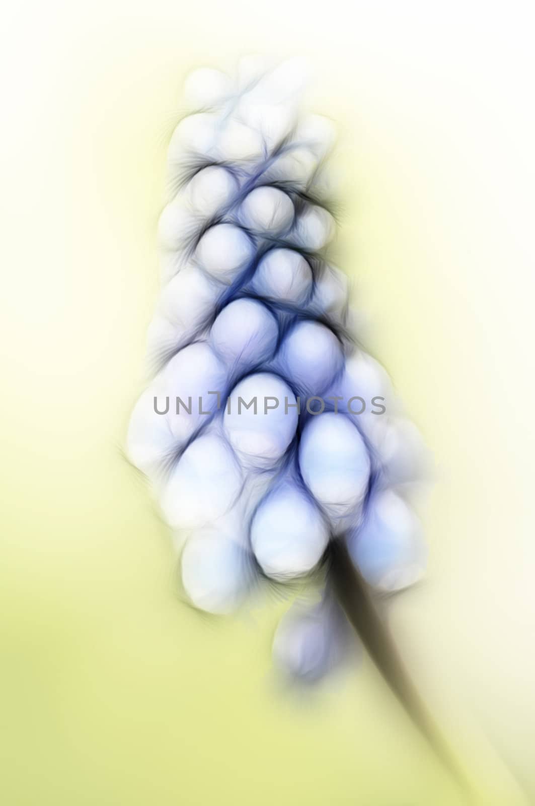 Detail of the spring flower - grape hyacinth