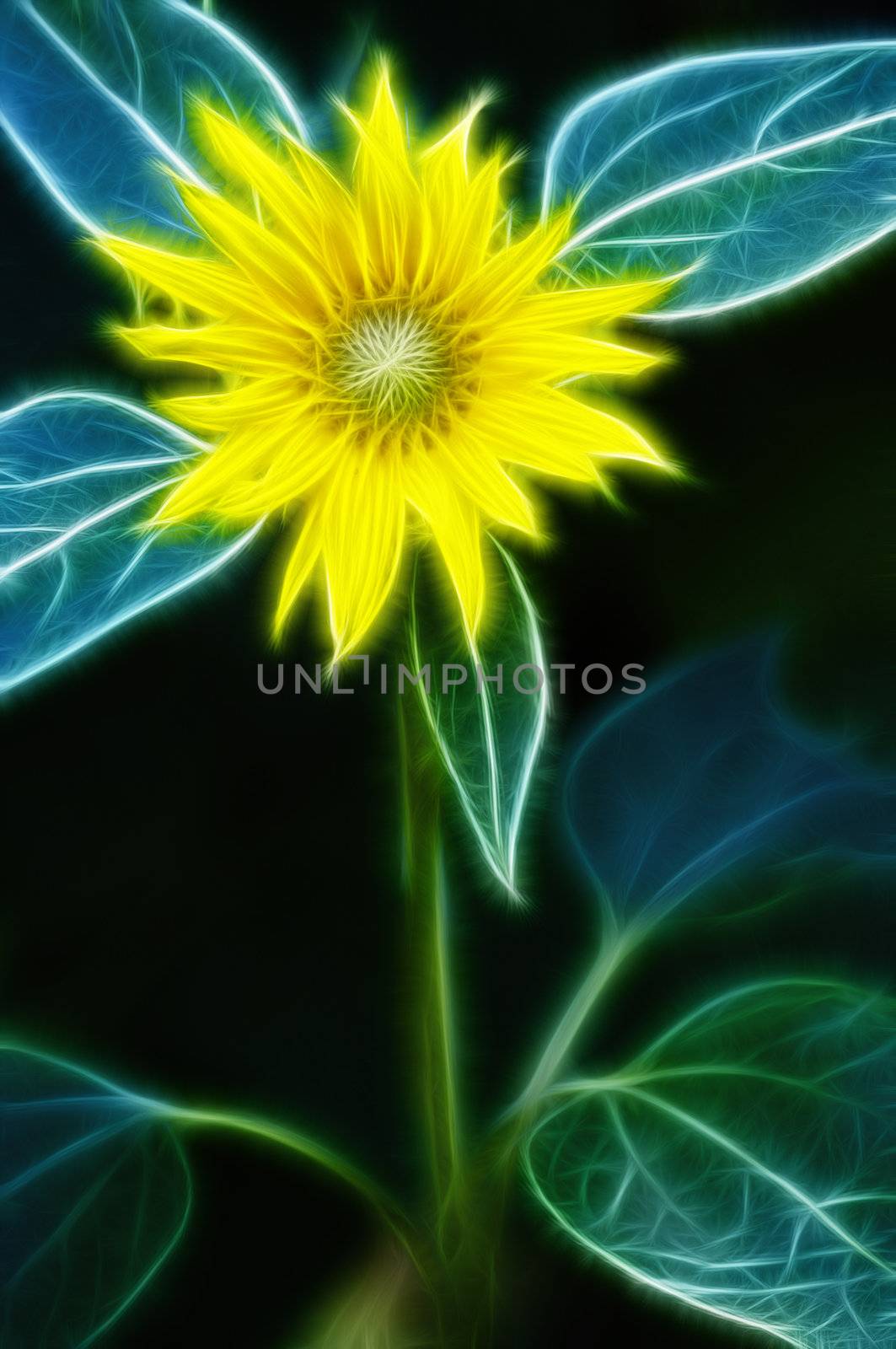 abstract image of the sunflower by Mibuch